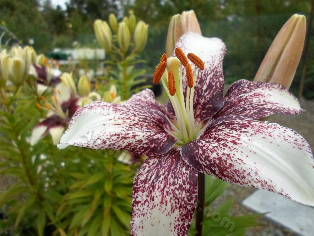 Photo of Lily (Lilium 'Crossover') uploaded by dellac