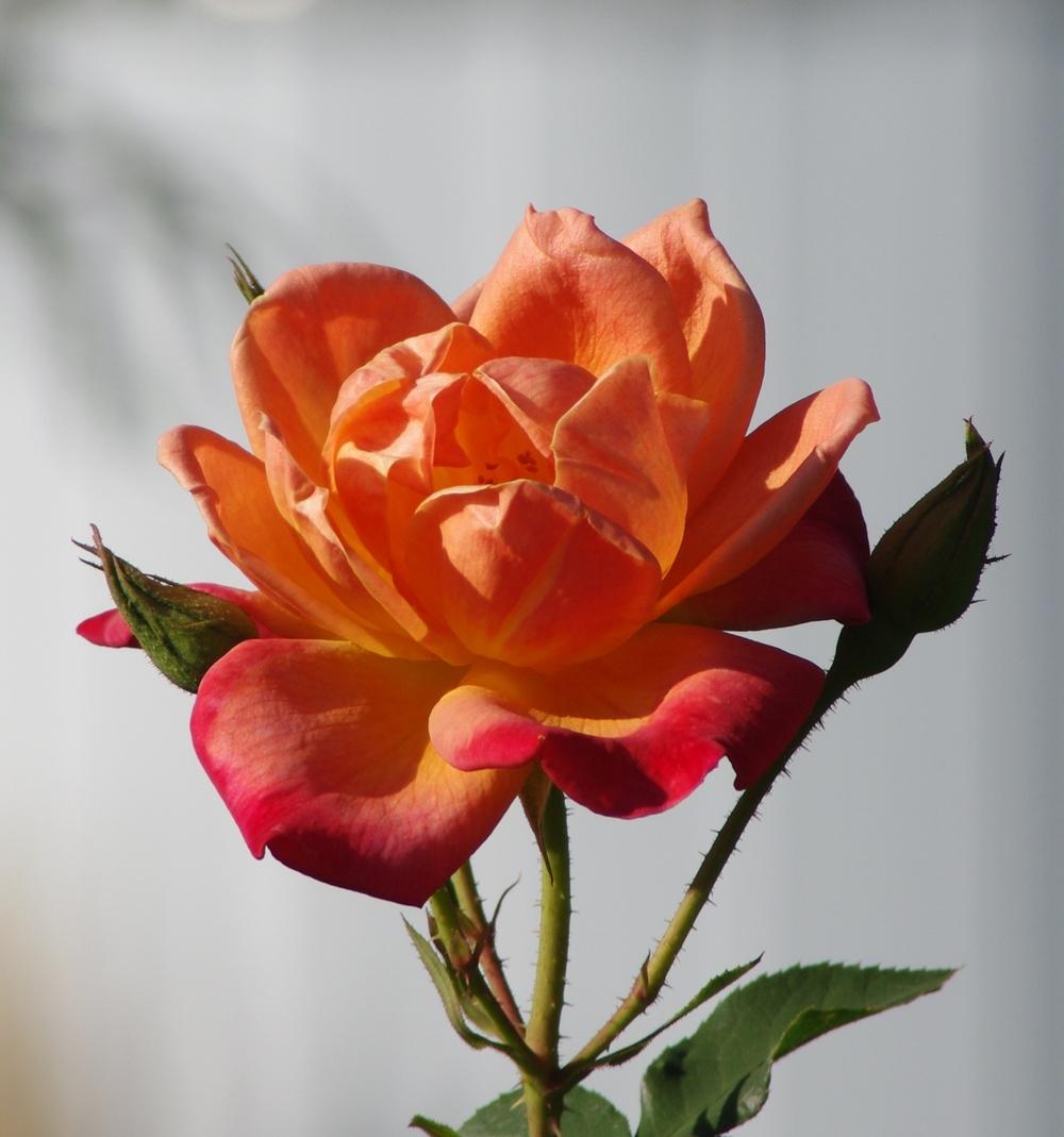 Photo of Rose (Rosa 'Joseph's Coat') uploaded by dirtdorphins
