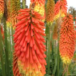 Location:  Historic City Cemetery, Sacramento CA.
Date: 2014-12-05
Torch Lilies (Kniphofia)