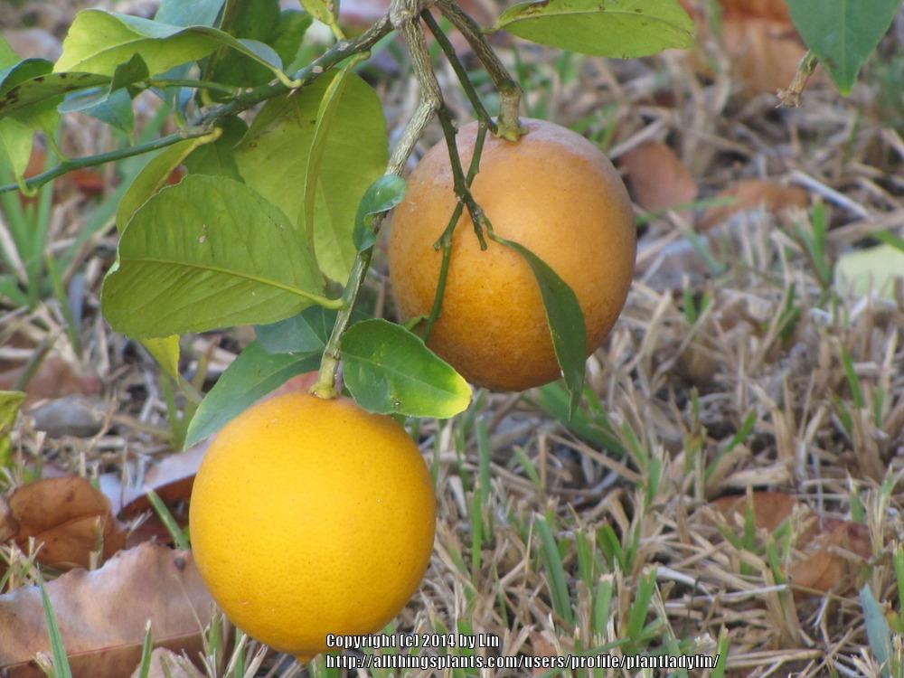 Photo of Meyer Lemon (Citrus x limon 'Improved Meyer') uploaded by plantladylin