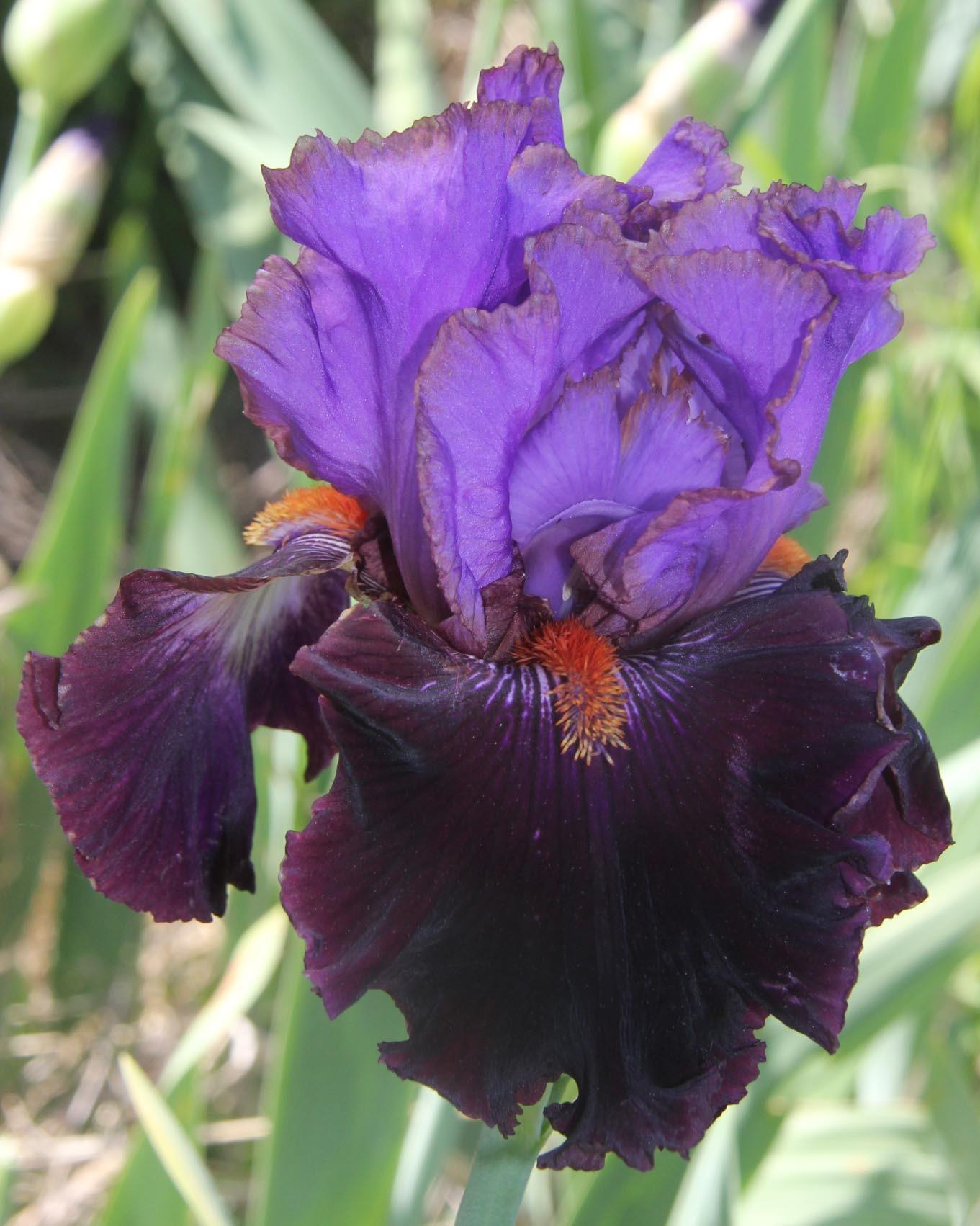 Photo of Tall Bearded Iris (Iris 'Dark Icon') uploaded by Calif_Sue