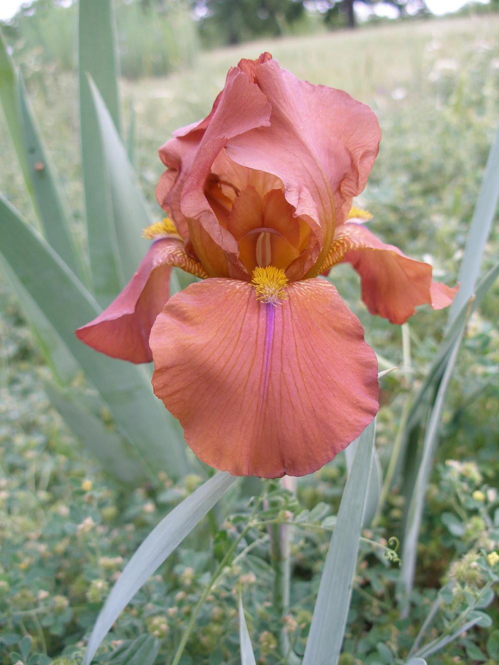 Photo of Tall Bearded Iris (Iris 'Laurel Oak') uploaded by needrain