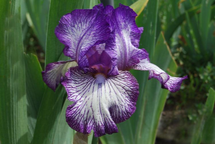 Photo of Tall Bearded Iris (Iris 'Double Shot') uploaded by Calif_Sue