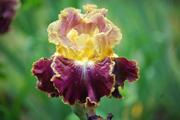 Photo of Tall Bearded Iris (Iris 'High Master') uploaded by Calif_Sue
