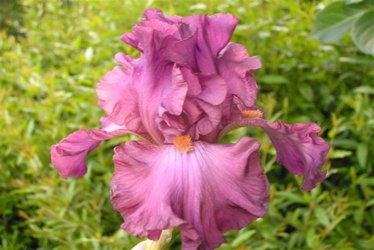 Photo of Tall Bearded Iris (Iris 'Ever After') uploaded by Calif_Sue