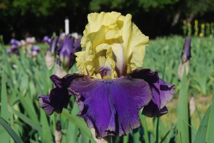 Photo of Tall Bearded Iris (Iris 'Jurassic Park') uploaded by Calif_Sue