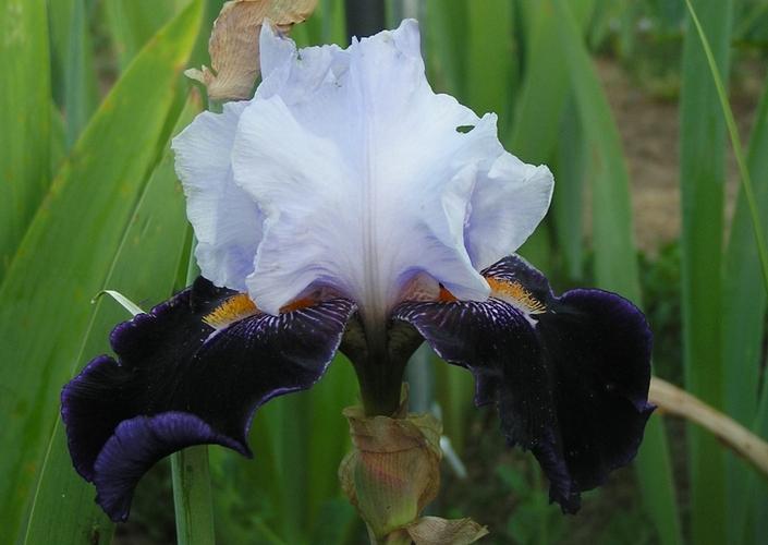 Photo of Tall Bearded Iris (Iris 'Habit') uploaded by Calif_Sue