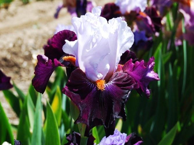 Photo of Tall Bearded Iris (Iris 'Full Figured') uploaded by Calif_Sue