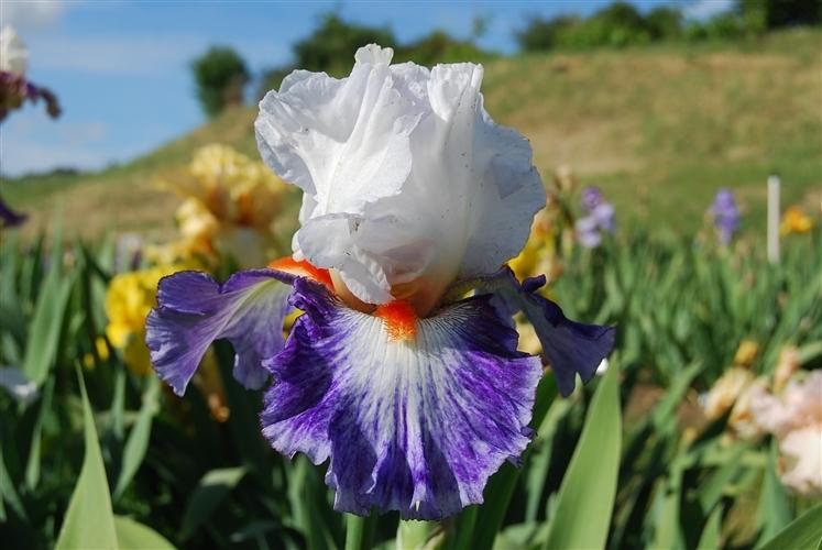 Photo of Tall Bearded Iris (Iris 'Gypsy Lord') uploaded by Calif_Sue