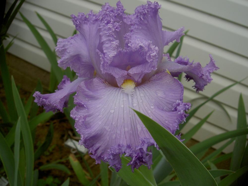Photo of Tall Bearded Iris (Iris 'Super Model') uploaded by Muddymitts