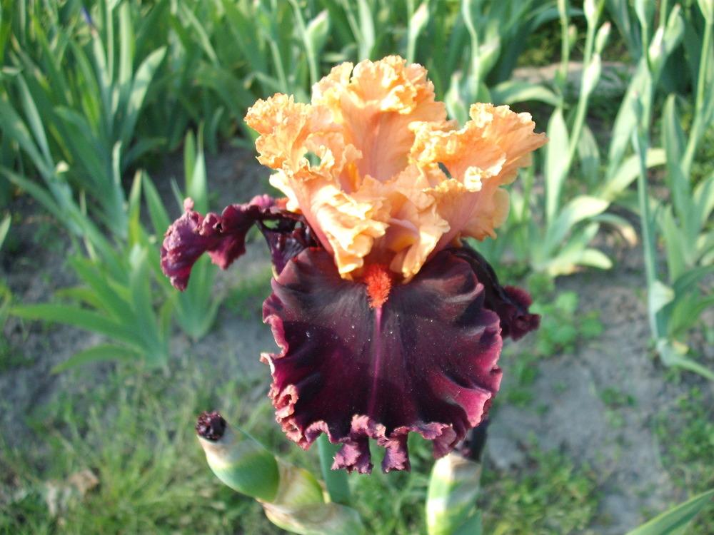 Photo of Tall Bearded Iris (Iris 'Toronto') uploaded by pasla3