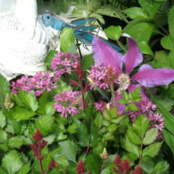 Location: Belmont garden
Date: 2013-0608
Also shows clematis Anna Louise and Visions in Red astilbe in bud
