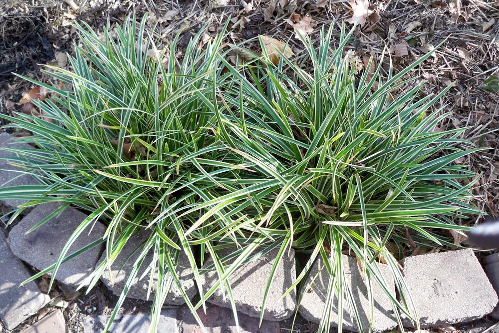 Photo of Japanese Grass Sedge (Carex morrowii 'Ice Dance') uploaded by Pattyw5
