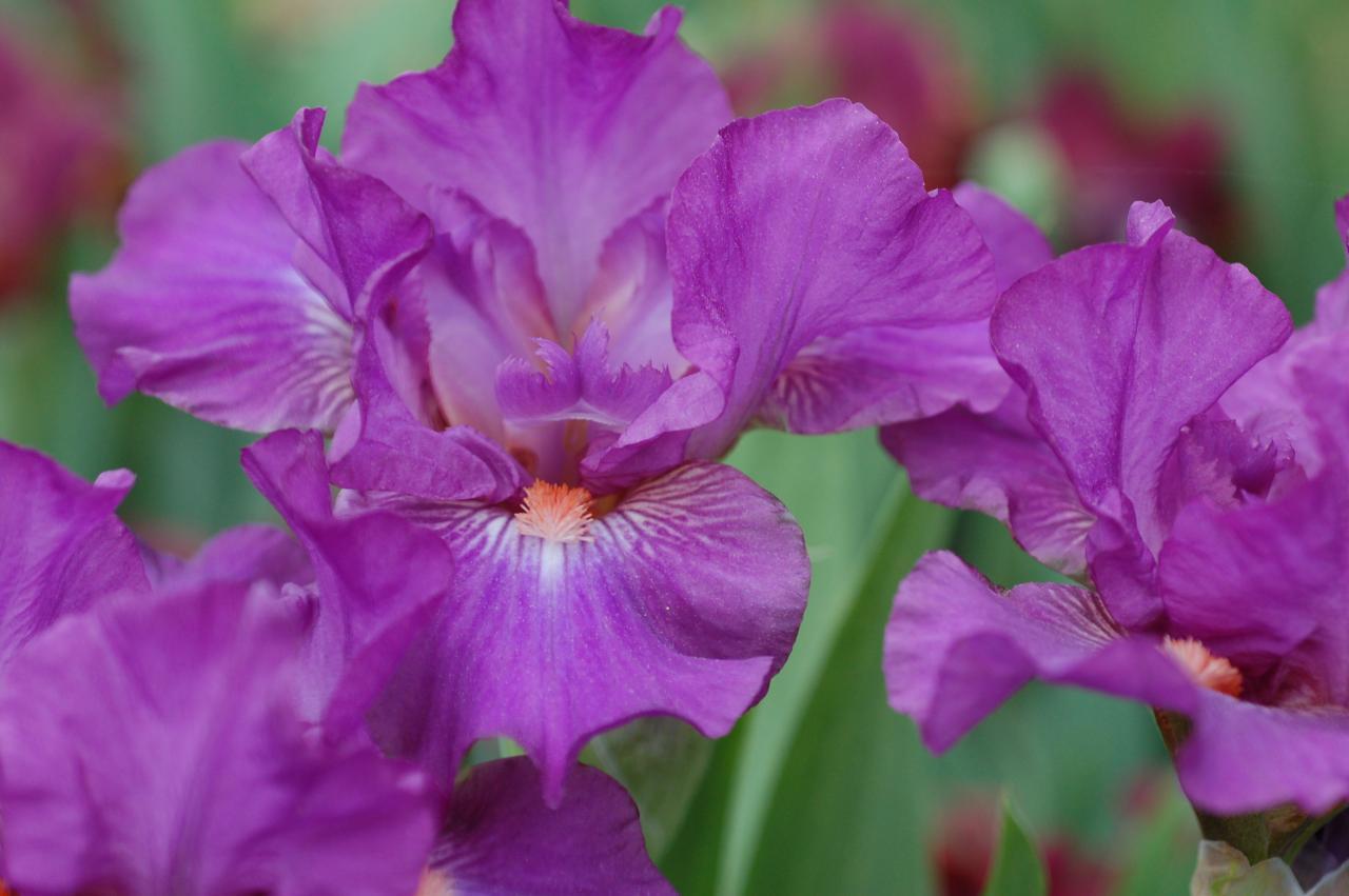 Photo of Standard Dwarf Bearded Iris (Iris 'Pretty Priscilla') uploaded by Calif_Sue
