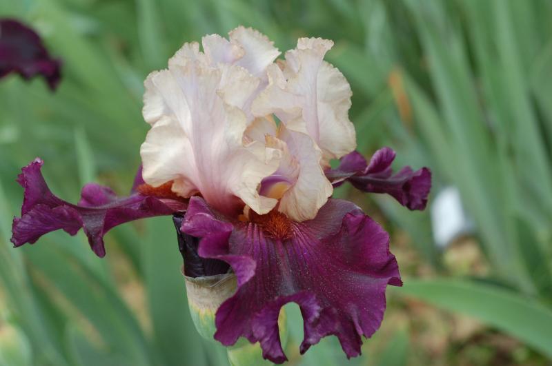 Photo of Tall Bearded Iris (Iris 'Evening Drama') uploaded by Calif_Sue