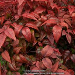 Location: Beautiful Tennessee, Barn Nursery by permission 
Date: Dec. 12, 2014
love the color