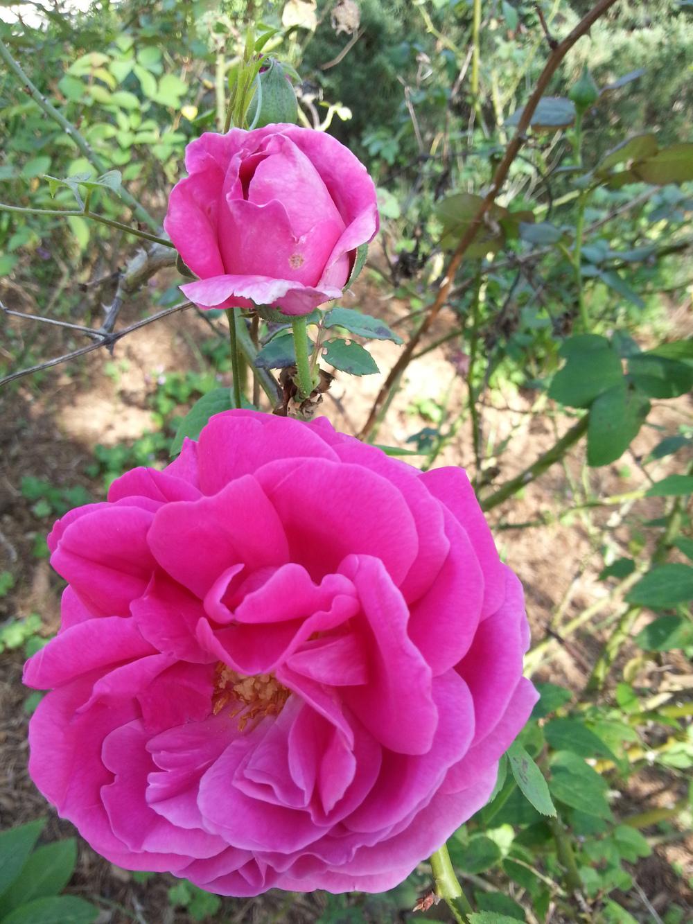 Photo of Roses (Rosa) uploaded by value4dollars