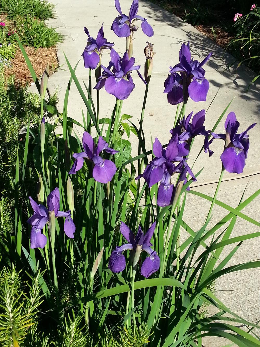 Photo of Irises (Iris) uploaded by value4dollars
