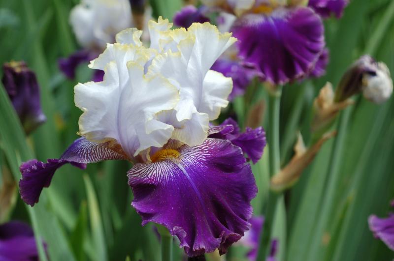 Photo of Tall Bearded Iris (Iris 'Slovak Prince') uploaded by Calif_Sue