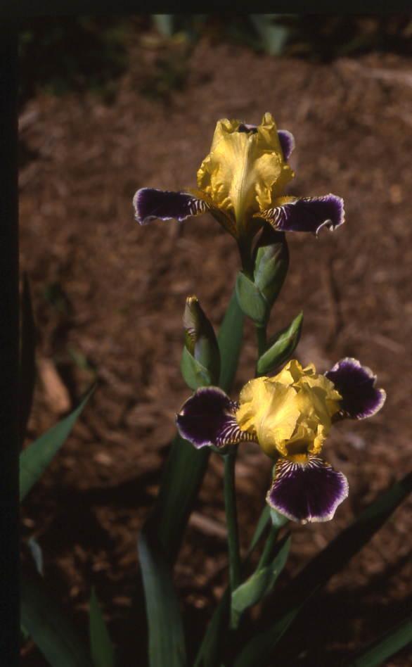 Photo of Miniature Tall Bearded Iris (Iris 'Maslon') uploaded by Calif_Sue