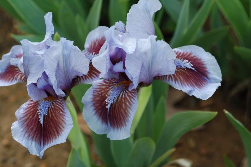 Photo of Standard Dwarf Bearded Iris (Iris 'Earth and Sky') uploaded by Calif_Sue
