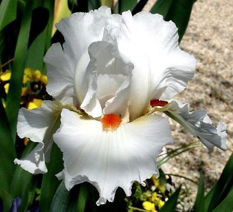 Photo of Tall Bearded Iris (Iris 'White Hot') uploaded by Calif_Sue