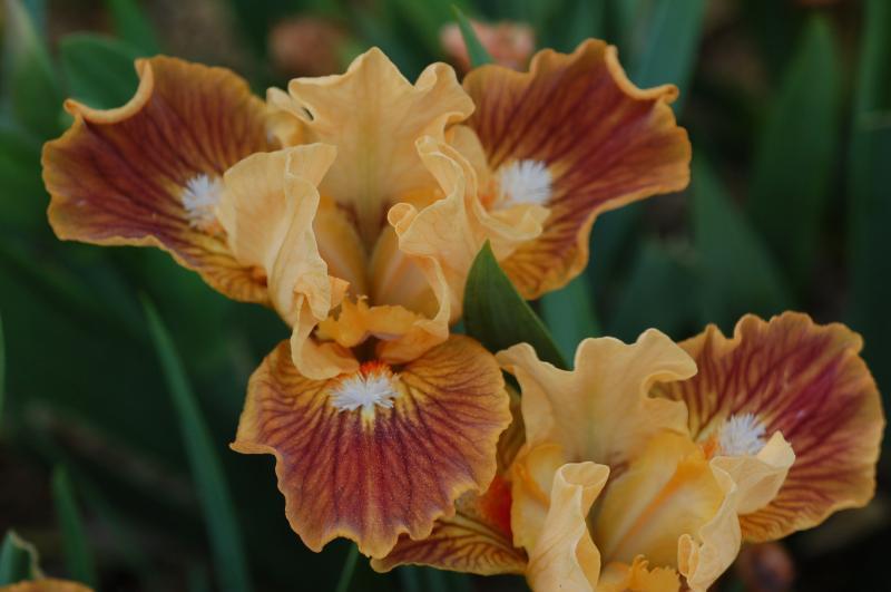 Photo of Standard Dwarf Bearded Iris (Iris 'Alberta Peach') uploaded by Calif_Sue