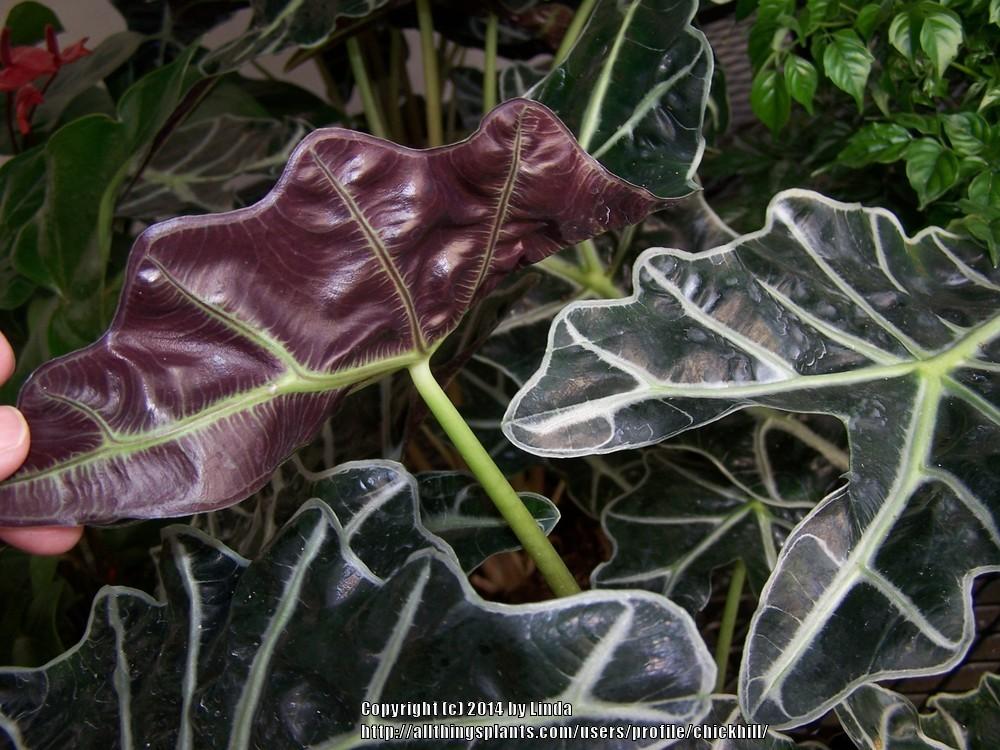 Photo of African Mask (Alocasia 'Polly') uploaded by chickhill