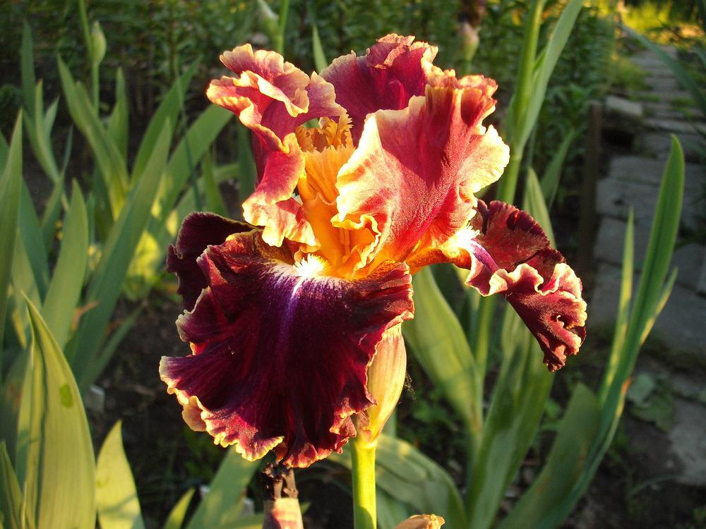 Photo of Tall Bearded Iris (Iris 'Montmartre') uploaded by pasla3