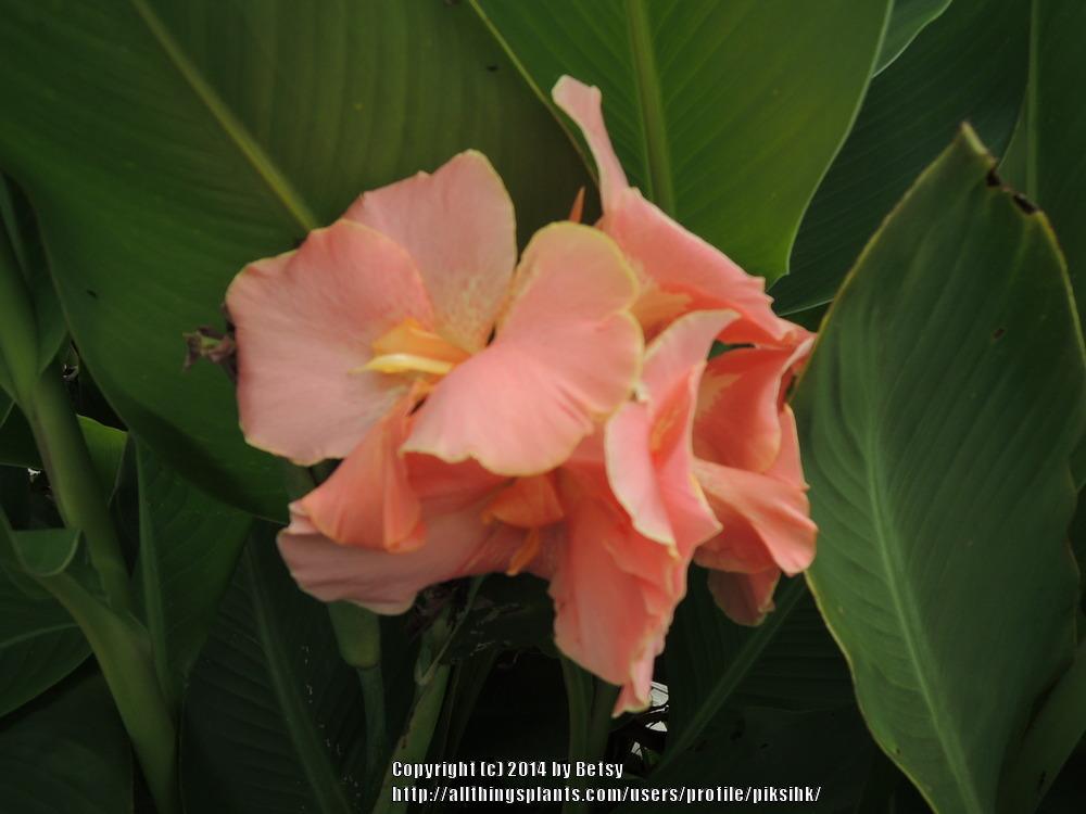 Photo of Canna (Canna x generalis 'Salmon Pink') uploaded by piksihk