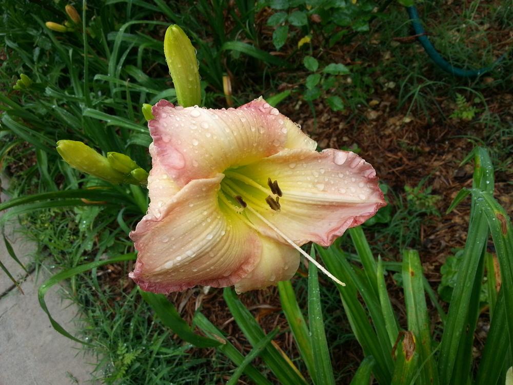 Photo of Daylilies (Hemerocallis) uploaded by value4dollars