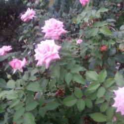 Location: Gulf-coast Texas
Date: 2014-08-30
Belinda's Dream Shrub Rose is Prolific Bloomer in Texas an Troubl