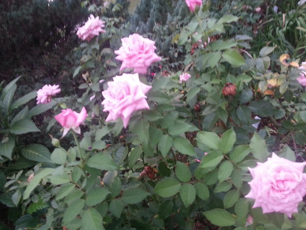 Photo of Rose (Rosa 'Belinda's Dream') uploaded by value4dollars