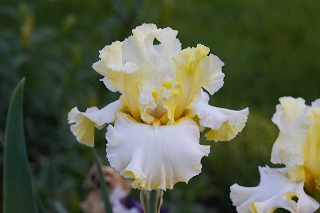 Photo of Tall Bearded Iris (Iris 'Sliced Right') uploaded by TiaLee