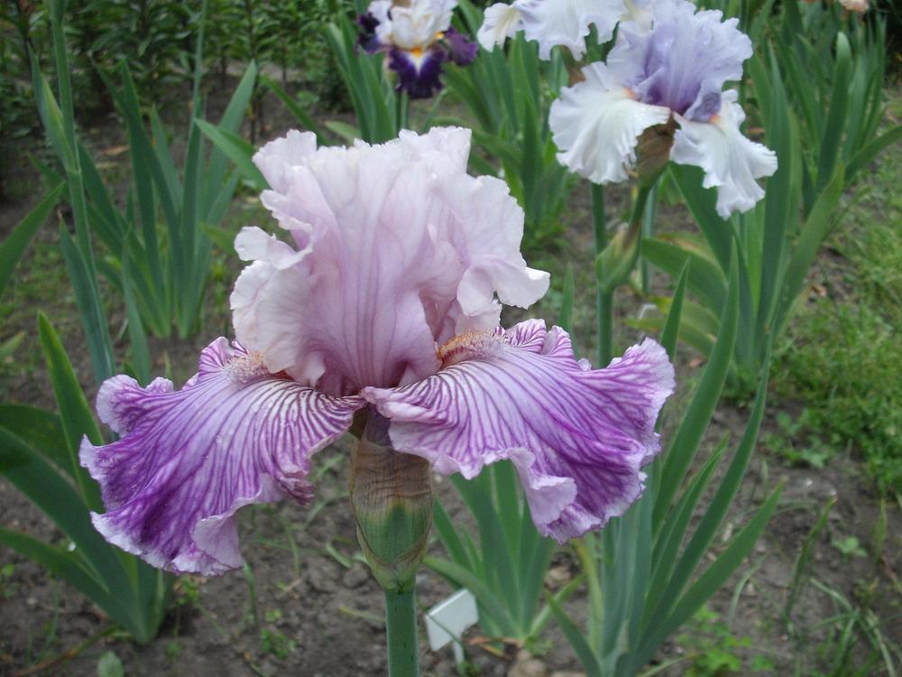 Photo of Tall Bearded Iris (Iris 'Reckless in Denim') uploaded by pasla3
