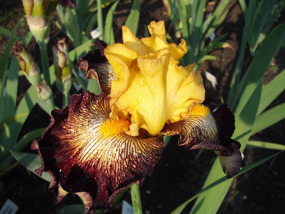 Photo of Tall Bearded Iris (Iris 'Stole the Show') uploaded by pasla3