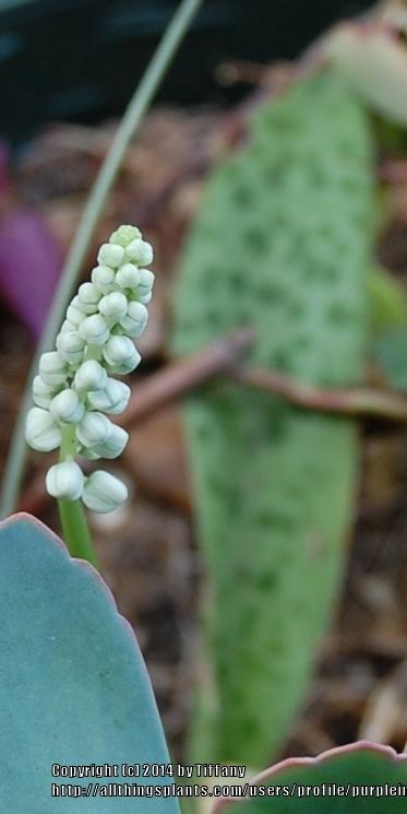 Photo of Silver Squill (Ledebouria socialis) uploaded by purpleinopp