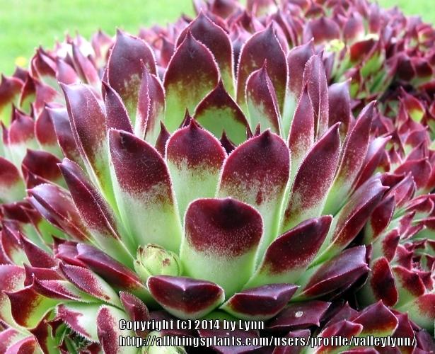 Photo of Hen and Chicks (Sempervivum calcareum from Guillaumes) uploaded by valleylynn