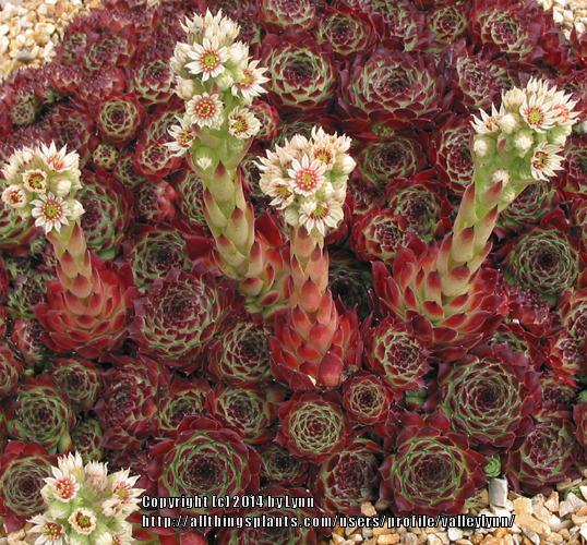 Photo of Hen and Chicks (Sempervivum calcareum from Guillaumes) uploaded by valleylynn