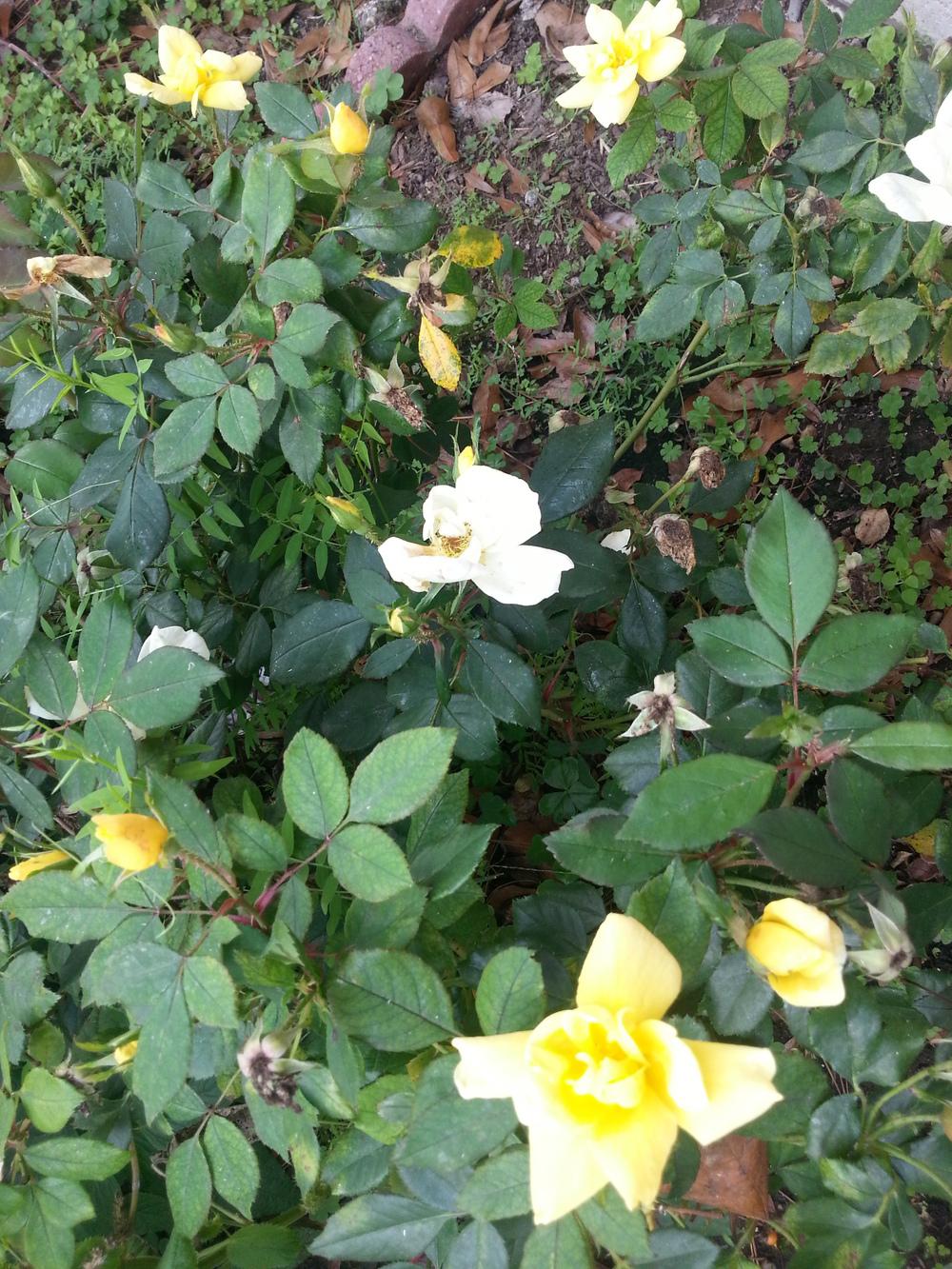 Photo of Roses (Rosa) uploaded by value4dollars