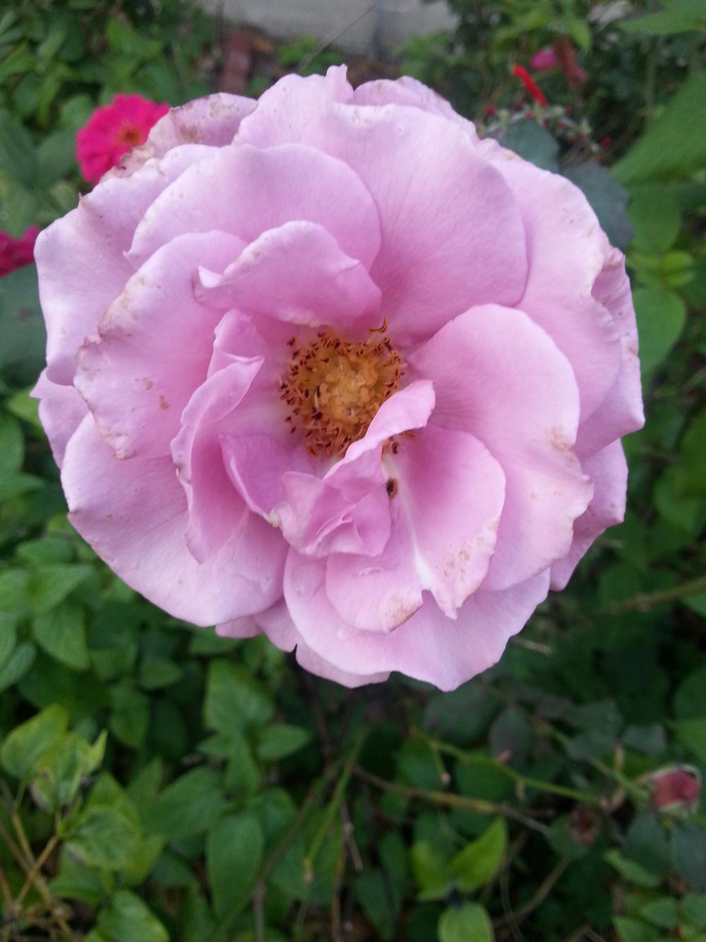 Photo of Rose (Rosa 'Angel Face') uploaded by value4dollars