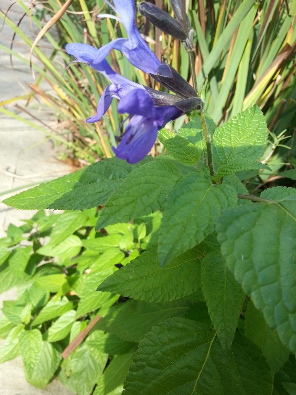 Photo of Anise-Scented Sage (Salvia coerulea 'Black and Blue') uploaded by value4dollars