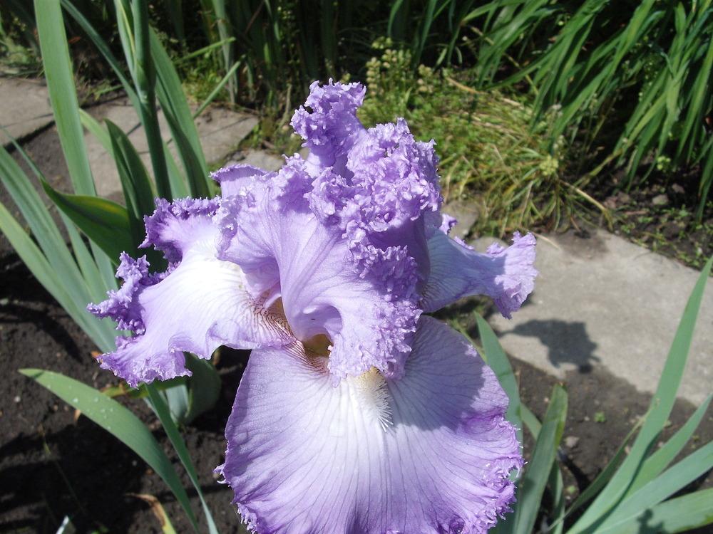 Photo of Tall Bearded Iris (Iris 'Super Model') uploaded by pasla3