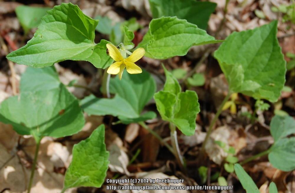 Photo of Downy yellow violet (Viola pubescens var. scabriuscula) uploaded by treehugger