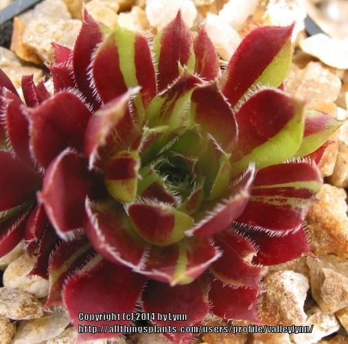 Photo of Hen and Chick (Sempervivum 'Red Lion Variegated') uploaded by valleylynn