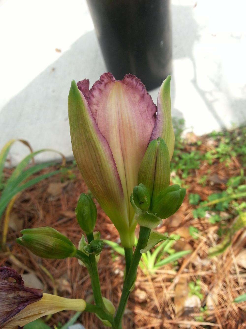 Photo of Daylily (Hemerocallis 'Lavender Blue Baby') uploaded by value4dollars
