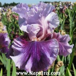 
Date: 2009-05-27
Photo courtesy of Napa Country Iris Garden