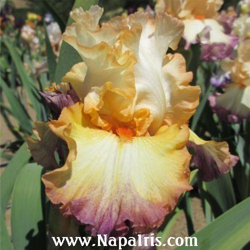 Photo of Tall Bearded Iris (Iris 'Expect Wonders') uploaded by Calif_Sue