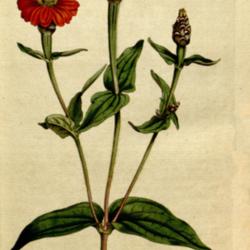 
The Botanical Magazine, Volume 5. William Curtis 1792