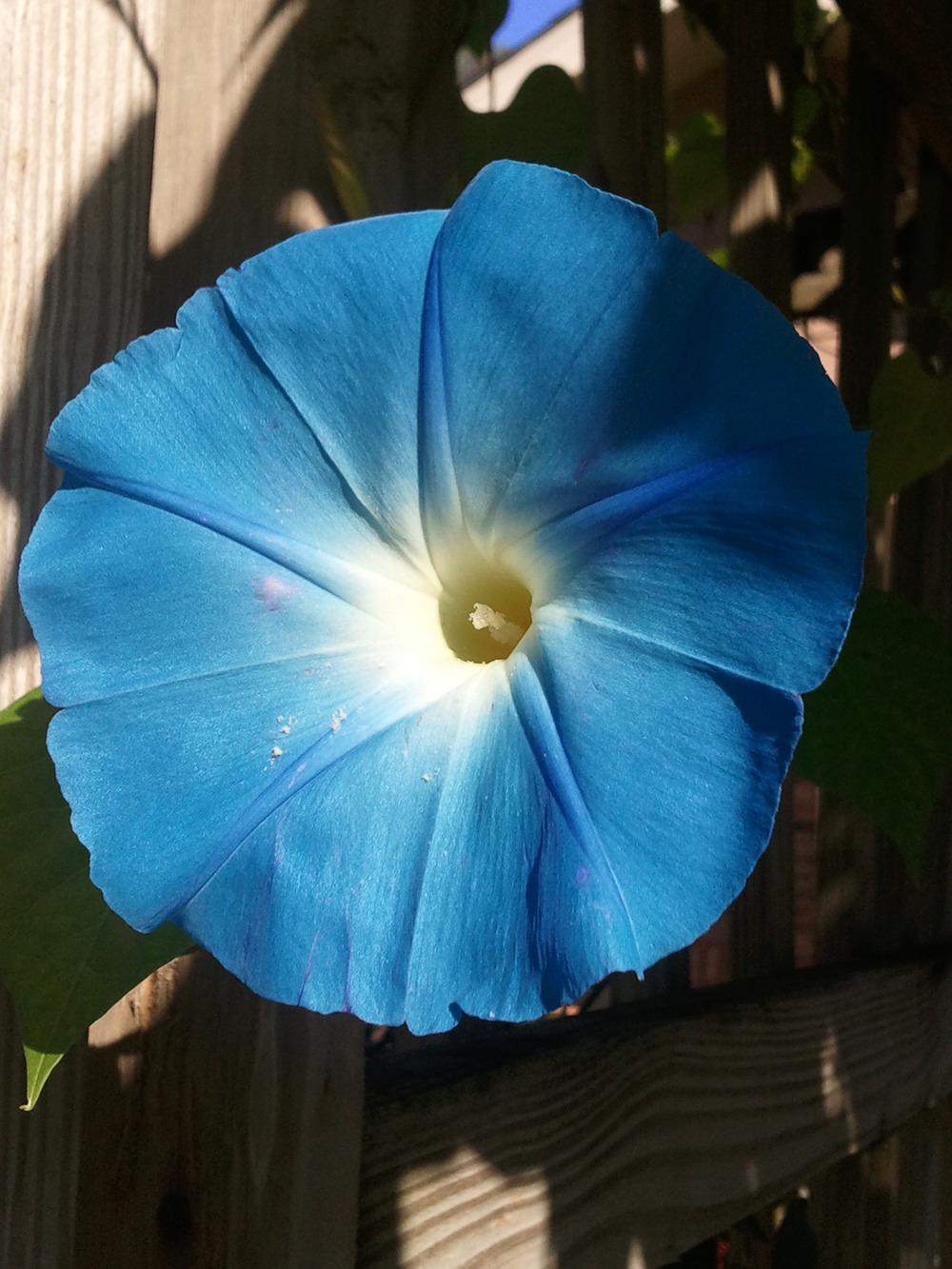 Photo of Morning Glory (Ipomoea tricolor 'Heavenly Blue') uploaded by value4dollars